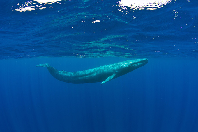 A whale is swimming near the surface of the ocean. The whole image contains different shades of blue.